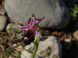 10_Ophrys_ferrum_equinum